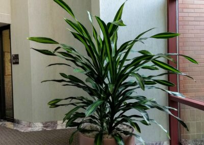 Plant interiorscapes at office.