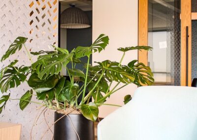 Plant interiorscapes at office.