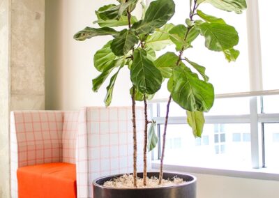 Office interior featuring tropical plants and natural light.