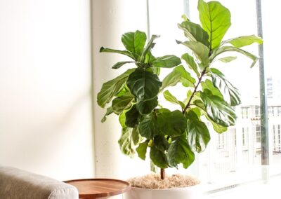 Indoor plant foliage in soft natural lighting.