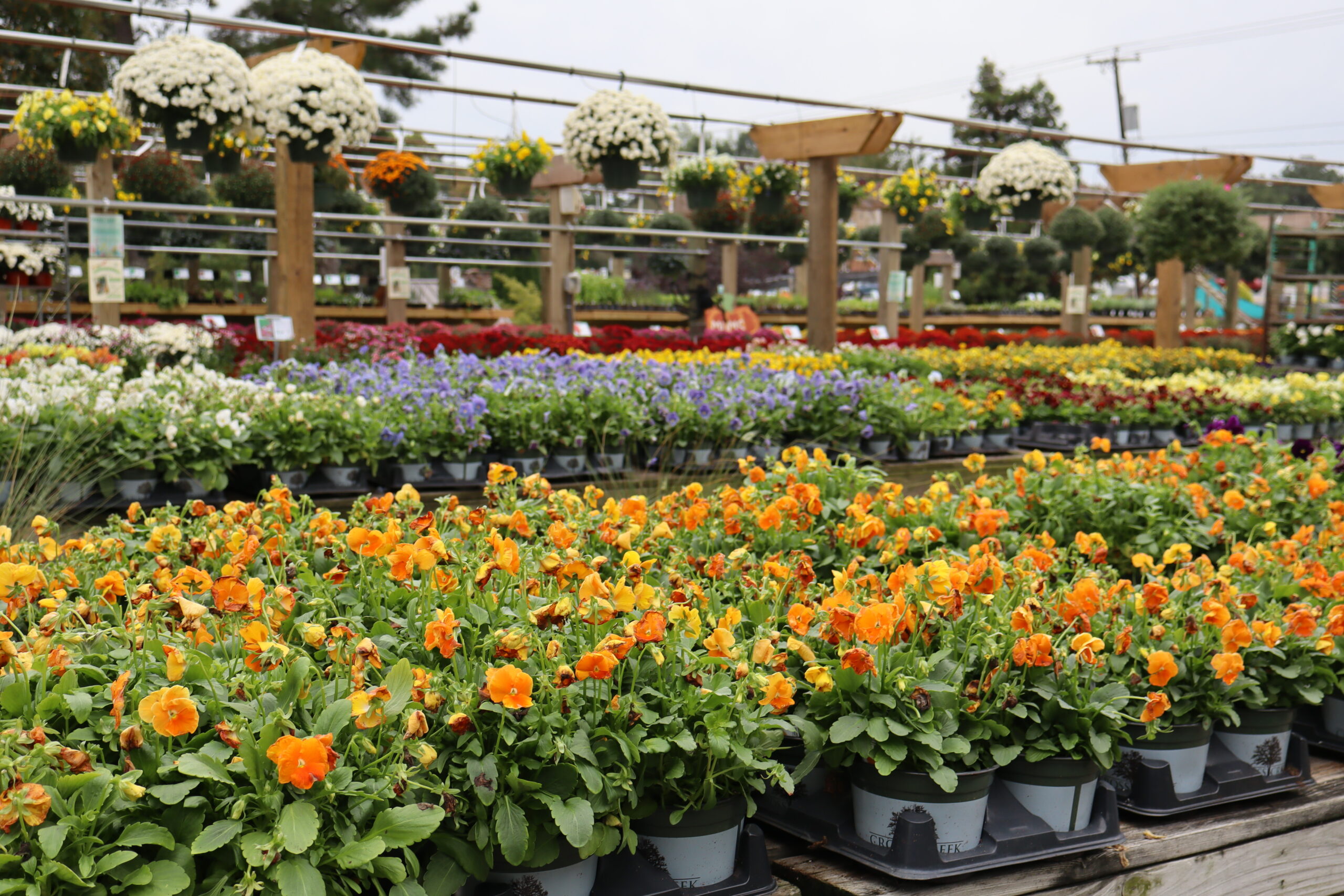 Pansies at Cross Creek Midlothian.