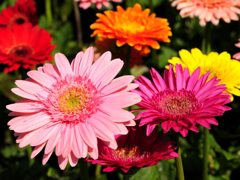 stem-bar-sale-gerber-daisy Gerber daisies.