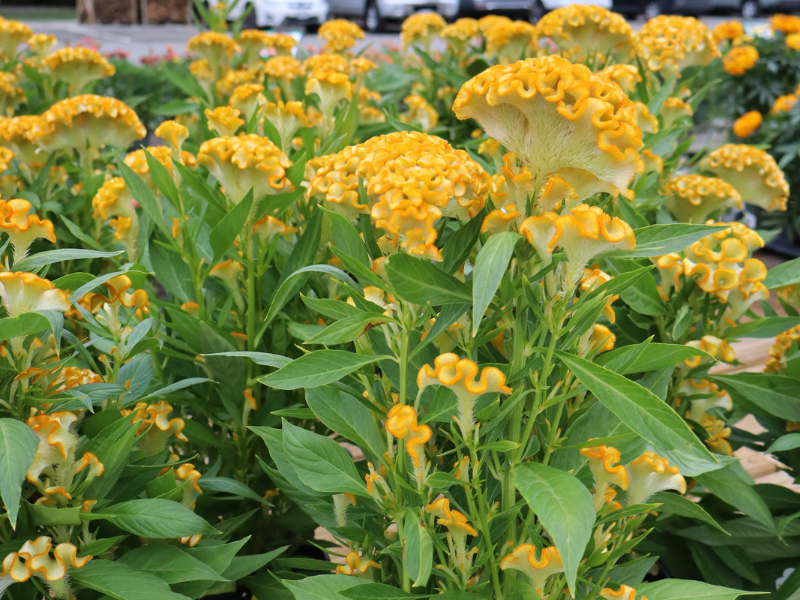 weekly-sale-celosia Yellow celosia in full bloom.