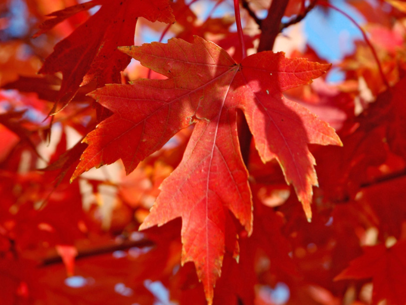weekly-sale-red-maples Red maple leaves.