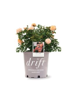 Rosa Drift Apricot 3G