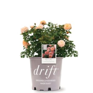 Rosa Drift Apricot 3G