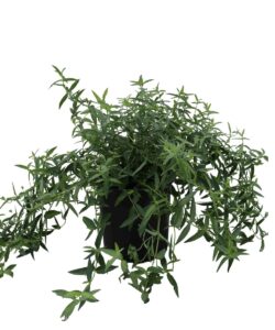 Pycnanthemum Virginianum 1G