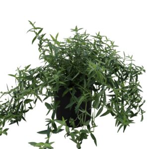 Pycnanthemum Virginianum 1G