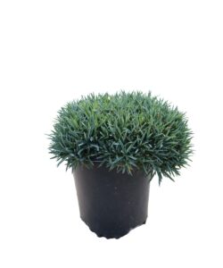 Dianthus Neon Star 1G