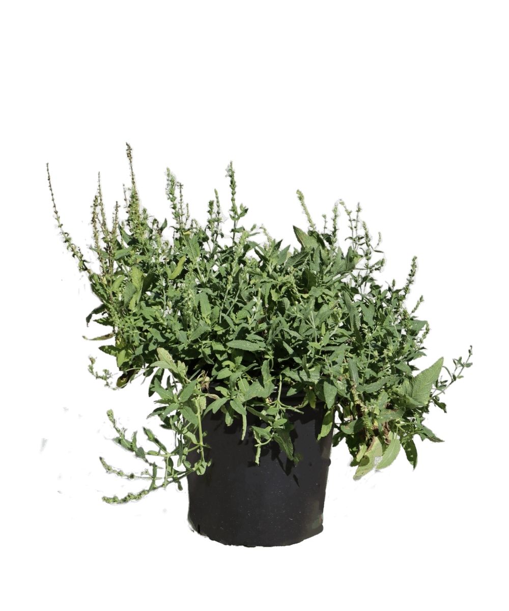 Salvia 'Snow Hill' 1G