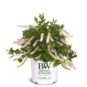 Itea Little Henry 3G