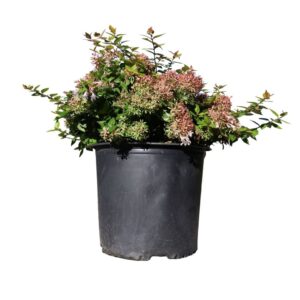 Abelia Canyon Creek 3 Gallon