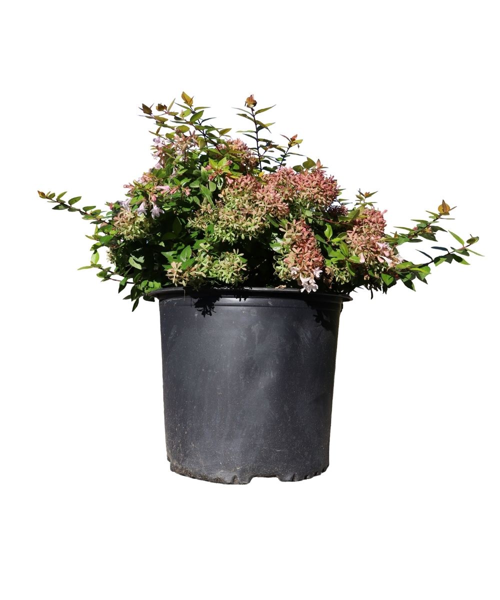 Abelia Canyon Creek 3 Gallon