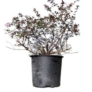 Abelia Ed Goucher 3 Gallon