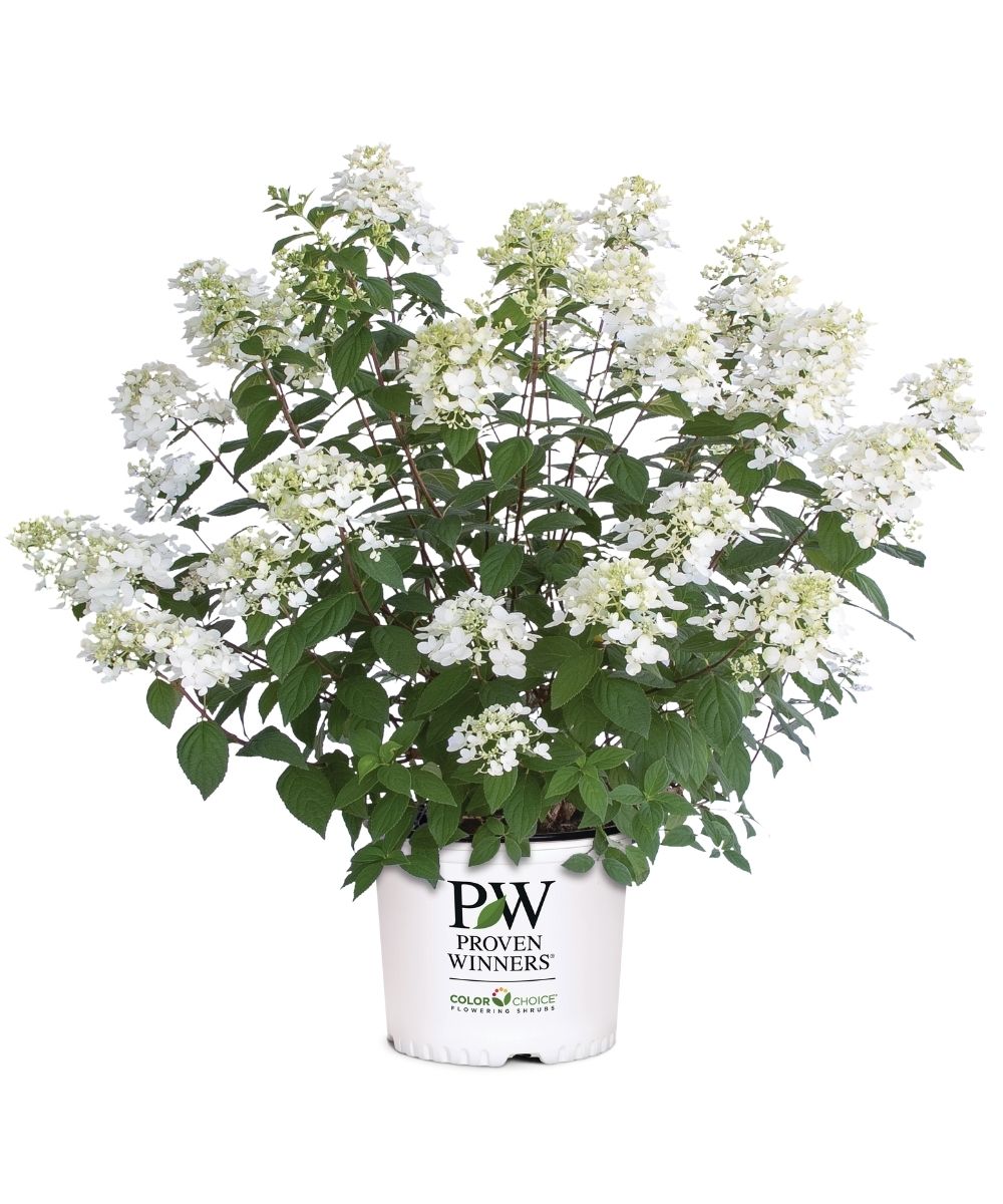 Hydrangea Fire Light 3G