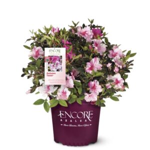 Azalea EN Autumn Twist 3G