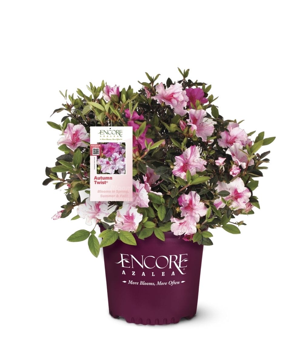 Azalea EN Autumn Twist 3G