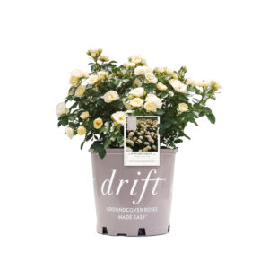 Rosa Popcorn Drift 3 Gallon