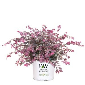 Loropetalum Jazz Variegated 3G