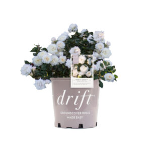 Rosa White Drift 3 Gallon