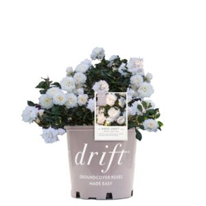 Rosa Drift White 3G