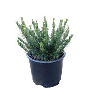 Taxus Duke Gardens Plum 3G