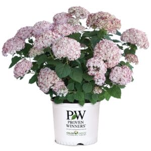 Hydrangea Incrediball Blush 3G