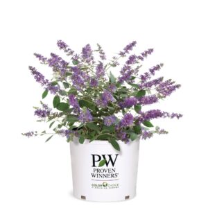 Buddleia Lo and Behold Blue Jr 3G