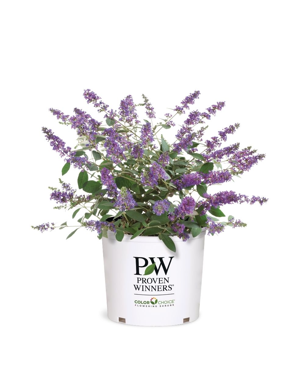 Buddleia Lo and Behold Blue Jr 3G