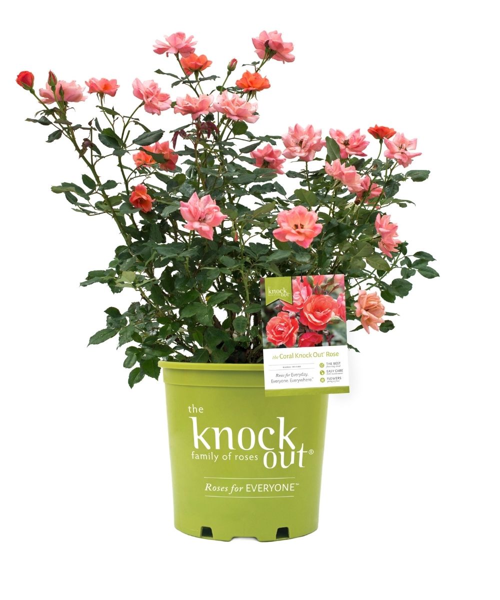 Rosa Knockout Coral 3G