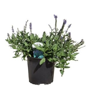 Salvia Nemorosa Blue Hill 1G