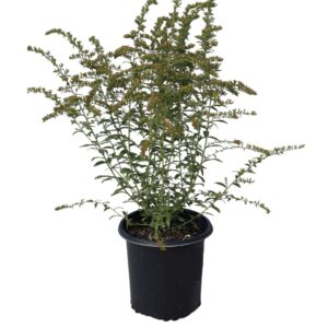 Solidago Rugosa Fireworks 1G