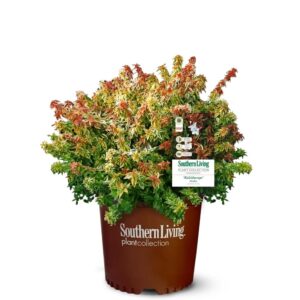Abelia Kaleidoscope 3G