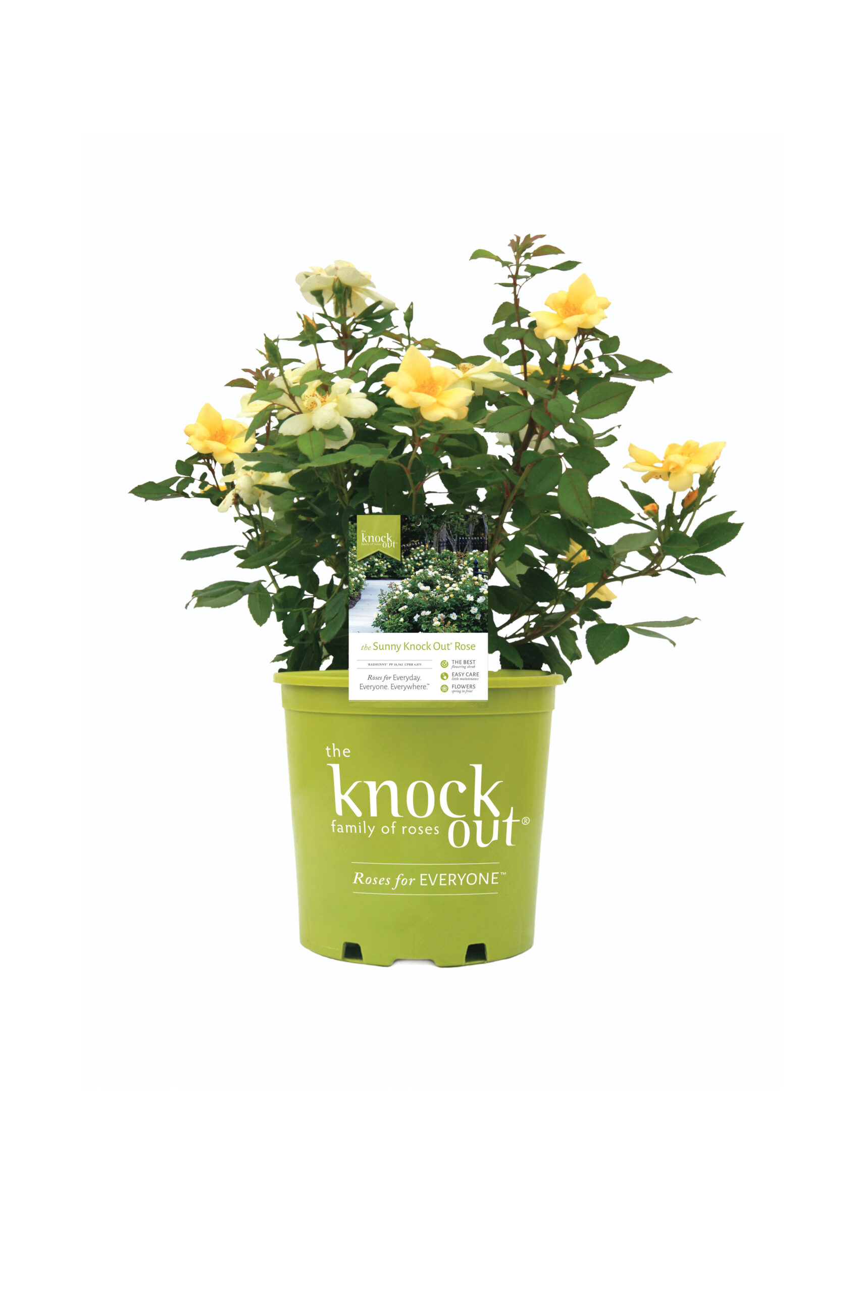 Sunny Knockout Rose 3 Gallon