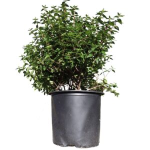 Abelia Little Richard 3G