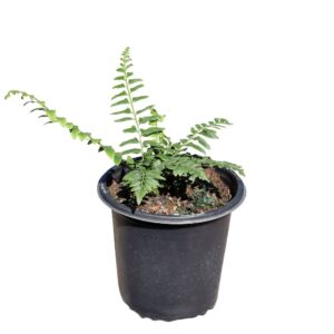 Fern Christmas 1G