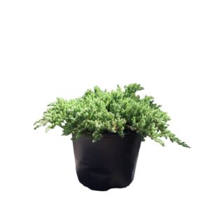 Juniper Procumbens Nana 3G