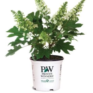 Hydrangea Gatsby Gal 3G