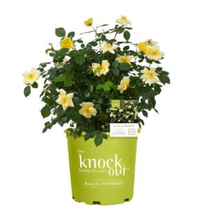 Rosa Knockout EZ Beezy 3G