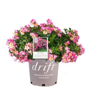 Rosa Drift Pink 3G