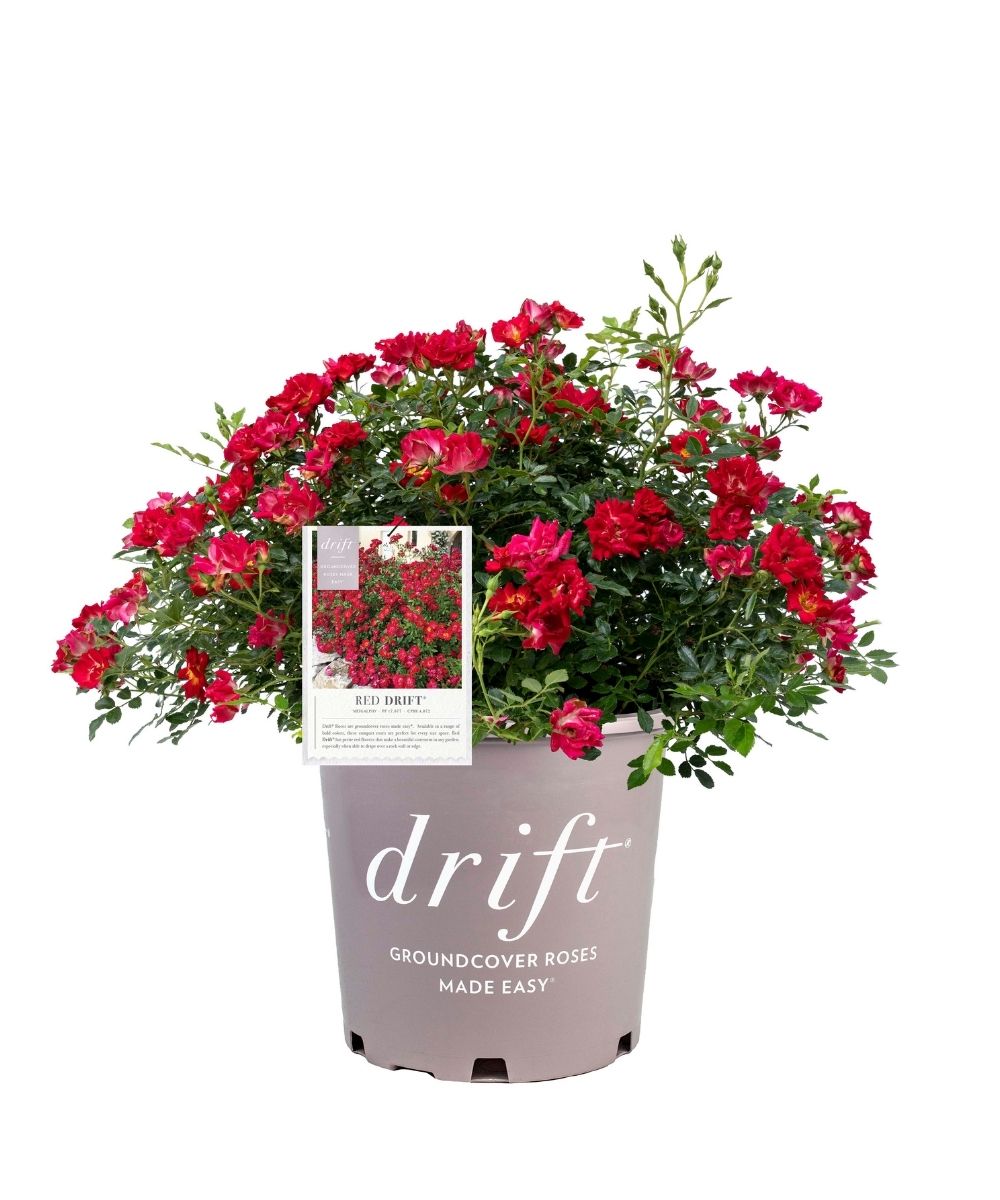 Rosa Drift Red 3G