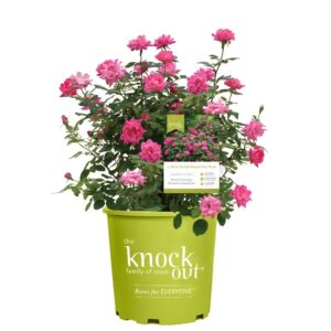 Rosa Knockout Double Pink 3G