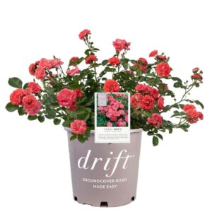 Rosa Drift Coral 3G