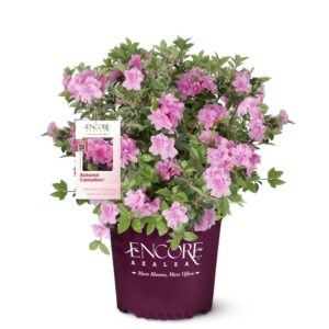 Azalea EN Autumn Carnation 3G