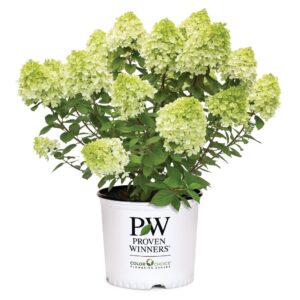 Hydrangea Little Lime 3G