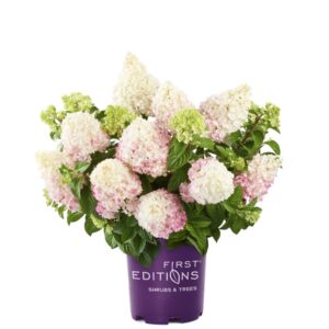 Hydrangea Vanilla Strawberry3G