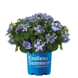 Hydrangea End Summer Twist & Shout 3G