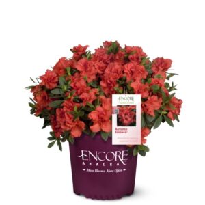 Azalea EN Autumn Embers 3G