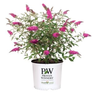 Buddleia Miss Ruby 3G