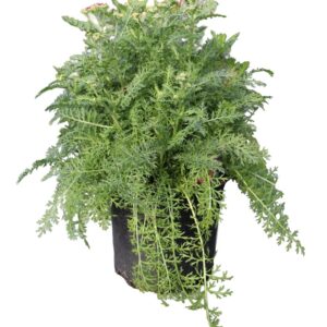 Achillea Pink Grapefruit 1G